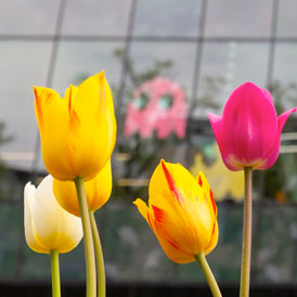 Different coloured flowers in bloom in front of Central Library